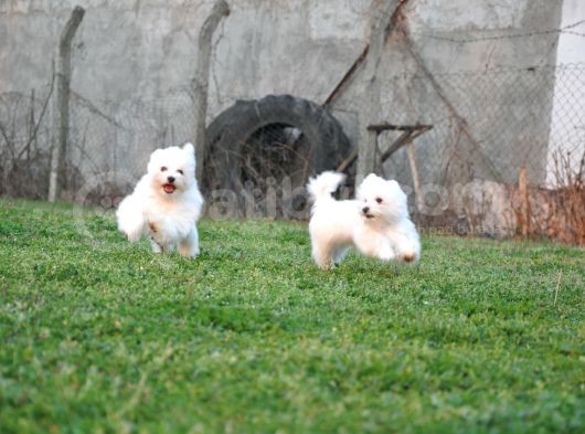 Maltese Yavrular görsel