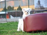 Maltese Yavrular
