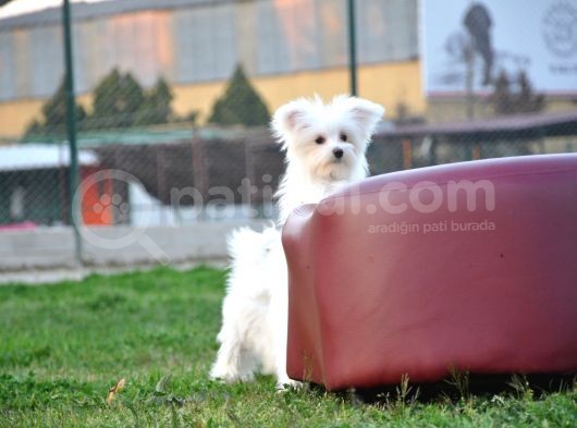 Maltese Yavrular görsel