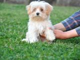 Minik Dişi Maltipoo