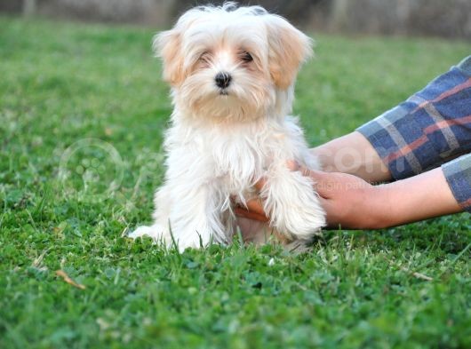 Minik Dişi Maltipoo