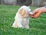 Minik Dişi Maltipoo