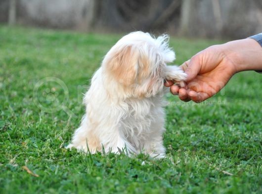 Minik Dişi Maltipoo görsel