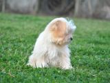 Minik Dişi Maltipoo