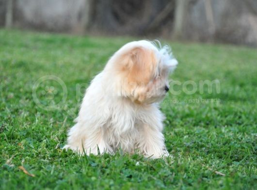 Minik Dişi Maltipoo görsel