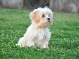 Minik Dişi Maltipoo