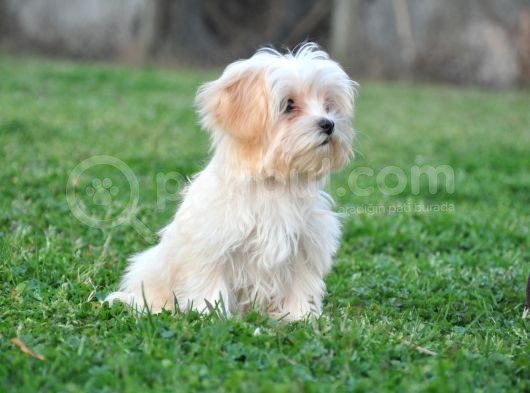 Minik Dişi Maltipoo görsel