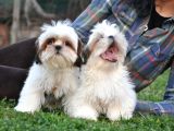 Shih Tzu Yavrular