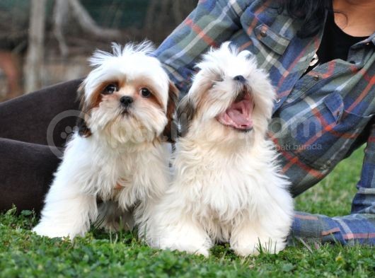 Shih Tzu Yavrular