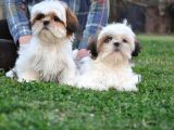 Shih Tzu Yavrular