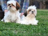 Shih Tzu Yavrular