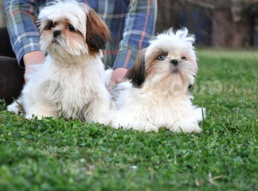 Shih Tzu Yavrular görsel