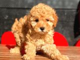 Toy Poodle Bebekler