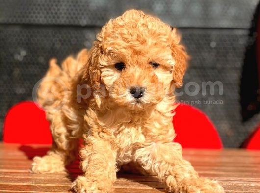 Toy Poodle Bebekler görsel