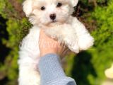 Terrier Maltese