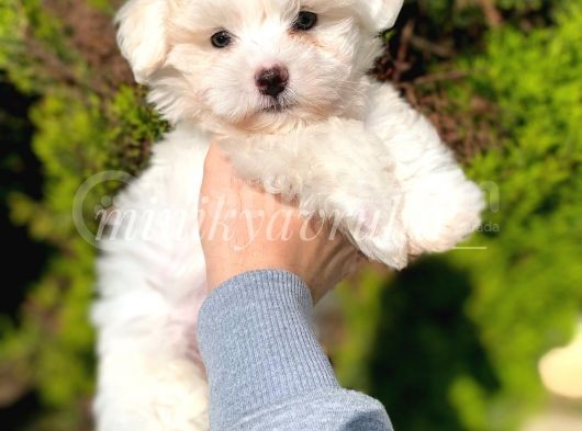 Terrier Maltese görsel