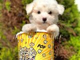 Terrier Maltese
