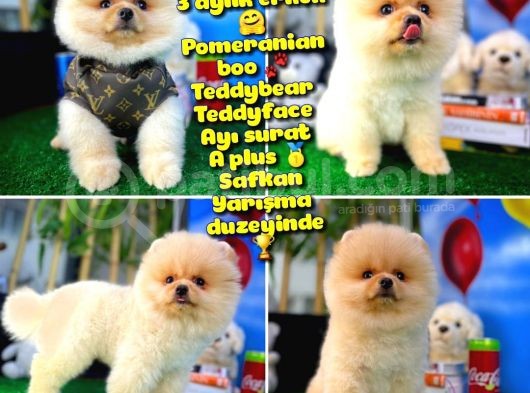 Orijinal Renk Boo Pomeranian Oğlumuz Papa