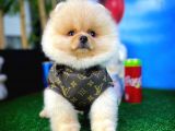 Orijinal Renk Boo Pomeranian Oğlumuz Papa