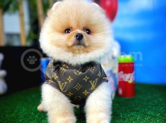 Orijinal Renk Boo Pomeranian Oğlumuz Papa görsel