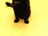 Scottish Fold Zeytin Paşa