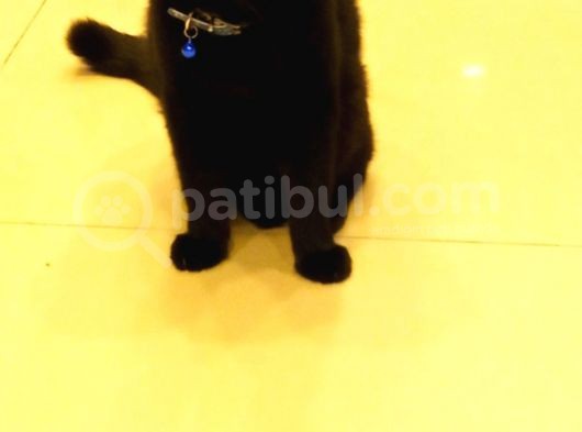 Scottish Fold Zeytin Paşa görsel