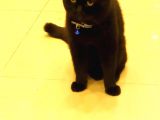 Scottish Fold Zeytin Paşa