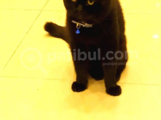 Scottish Fold Zeytin Paşa görsel