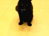 Scottish Fold Zeytin Paşa