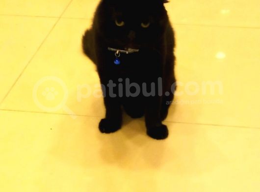 Scottish Fold Zeytin Paşa görsel