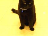 Scottish Fold Zeytin Paşa