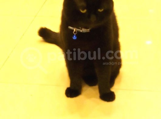 Scottish Fold Zeytin Paşa