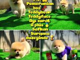 Orijinal Renk T-Cup Boo Pomerani̇an Kızımız Lulu