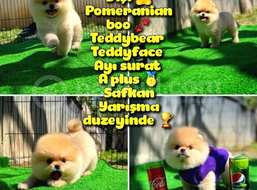 Orijinal Renk T-Cup Boo Pomerani̇an Kızımız Lulu görsel