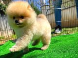 Orijinal Renk T-cup Boo Pomerani̇an Kızımız Lulu