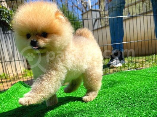 Orijinal Renk T-Cup Boo Pomerani̇an Kızımız Lulu