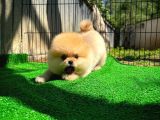 Orijinal Renk T-Cup Boo Pomerani̇an Kızımız Lulu