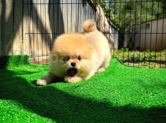 Orijinal Renk T-Cup Boo Pomerani̇an Kızımız Lulu görsel