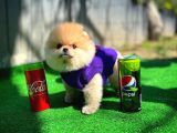 Orijinal Renk T-Cup Boo Pomerani̇an Kızımız Lulu