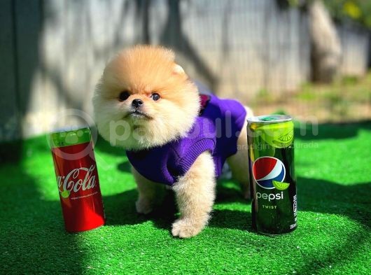 Orijinal Renk T-Cup Boo Pomerani̇an Kızımız Lulu görsel