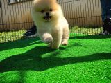 Orijinal Renk T-Cup Boo Pomerani̇an Kızımız Lulu