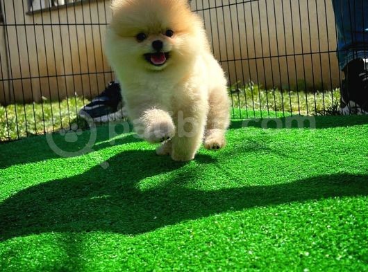Orijinal Renk T-Cup Boo Pomerani̇an Kızımız Lulu görsel