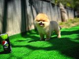 Orijinal Renk T-Cup Boo Pomerani̇an Kızımız Lulu