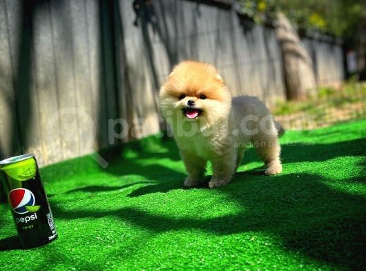 Orijinal Renk T-Cup Boo Pomerani̇an Kızımız Lulu görsel