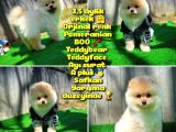 Orijinal Renk Boo Pomeranian Oğlumuz Momo