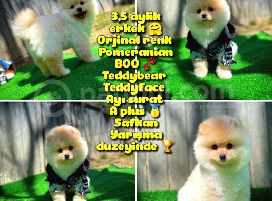 Orijinal Renk Boo Pomeranian Oğlumuz Momo