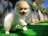 Orijinal Renk Boo Pomeranian Oğlumuz Momo