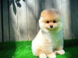 Orijinal Renk Boo Pomeranian Oğlumuz Momo
