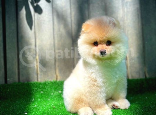 Orijinal Renk Boo Pomeranian Oğlumuz Momo görsel