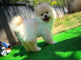 Orijinal Renk Boo Pomeranian Oğlumuz Momo